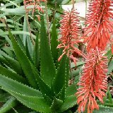 Aloe mzimbana (Malawi) (une des plantes illustrées) seulement un disponible